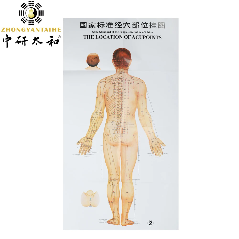 Standard Country Acupoint Wall Chart Human Body Acupuncture Points ...
