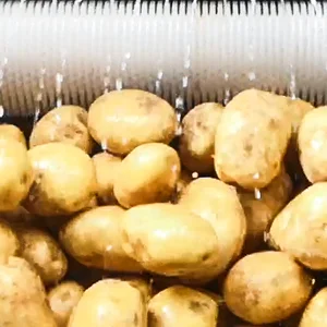 IKE Processing Both Fibrous Roots Ginger Turmeric and Softer Produce Potato Washing Machine