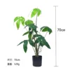 Bonsái de árbol del dinero (viene con base negra)