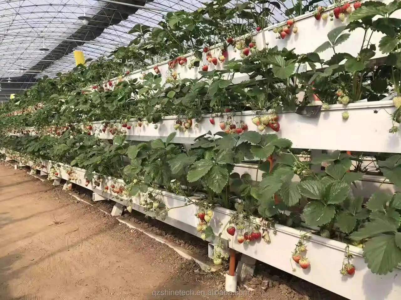 vertical strawberry system
