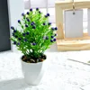 Planta de acacia en maceta, color azul, 18 cm.