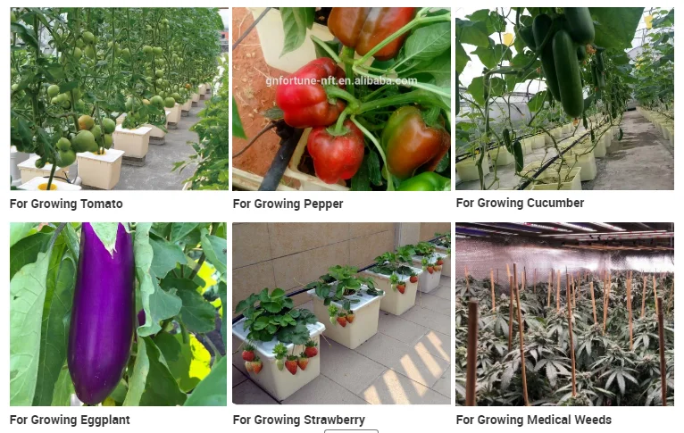 dutch bucket hydroponic system