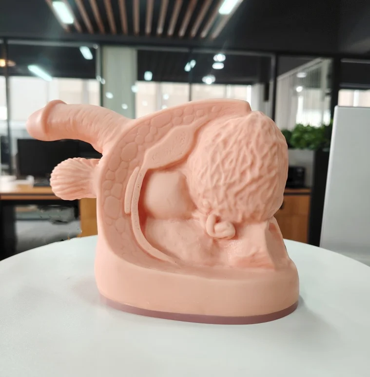 DARHMMY PVC Male Medical Science Internal and External Genitalia Model With Catheterisation for Training in Nursing School