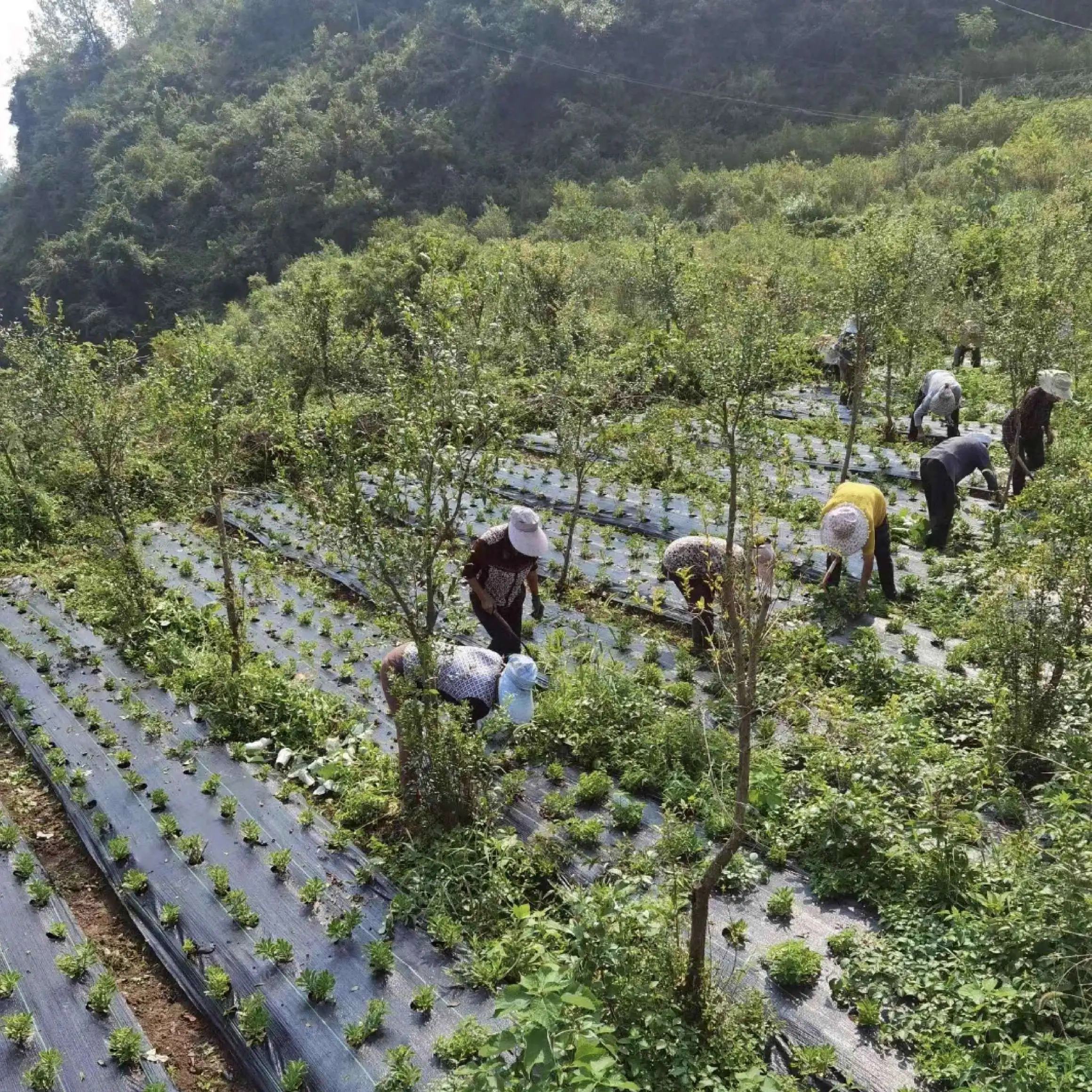 Agriculture  Landscape Fabric Biodegradable Ground Cover Plants Control Cover Weed Mat