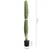 Monkeytail Cactus - Model C