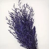Viola intenso