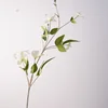 Clematide crucifer - bianco latte