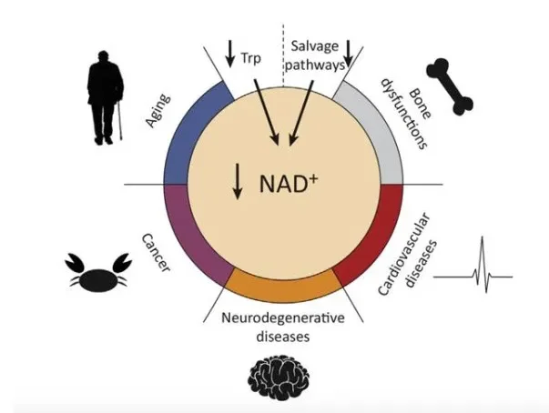 NAD functions.png