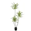 New nantianzhu green-150cm