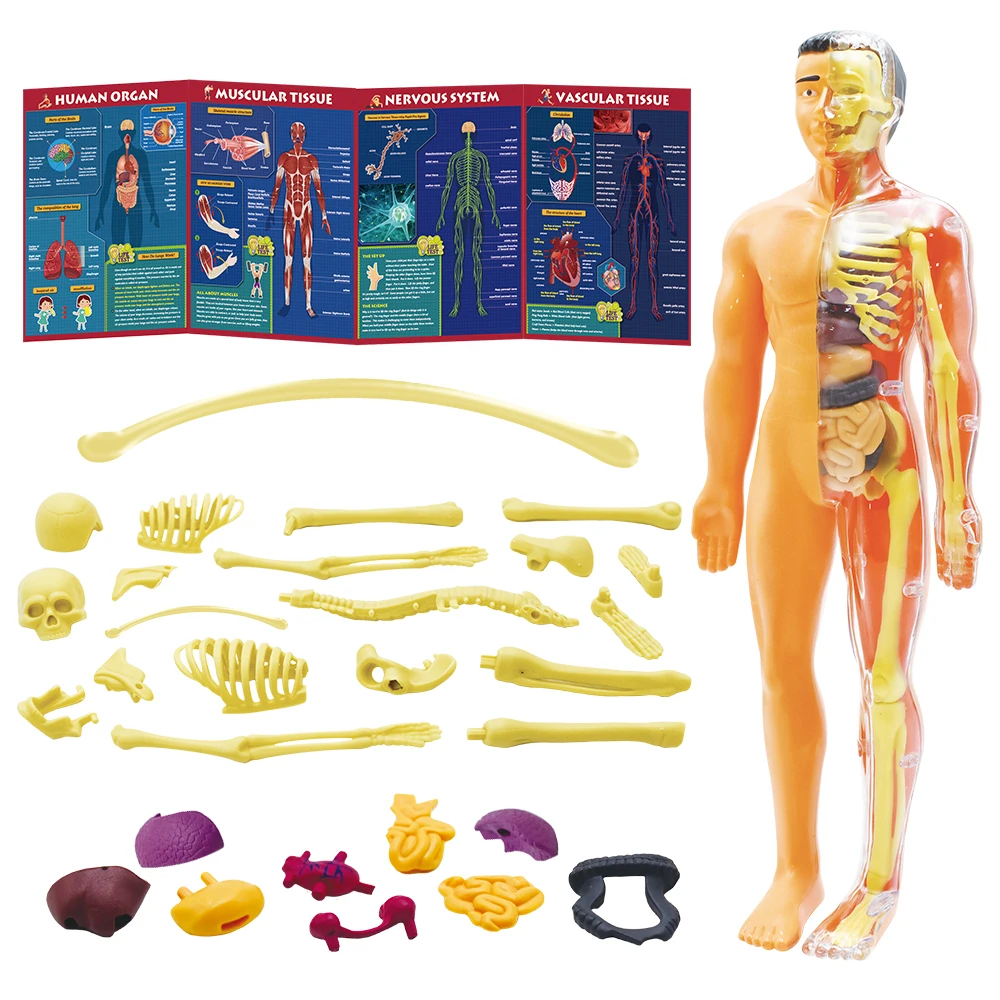 The Complete Human Body: the Definitive Visual Guide Human Body Model for Kids Resources Human Assembly Skeleton Body