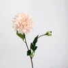 Dahlia européen-rose champagne