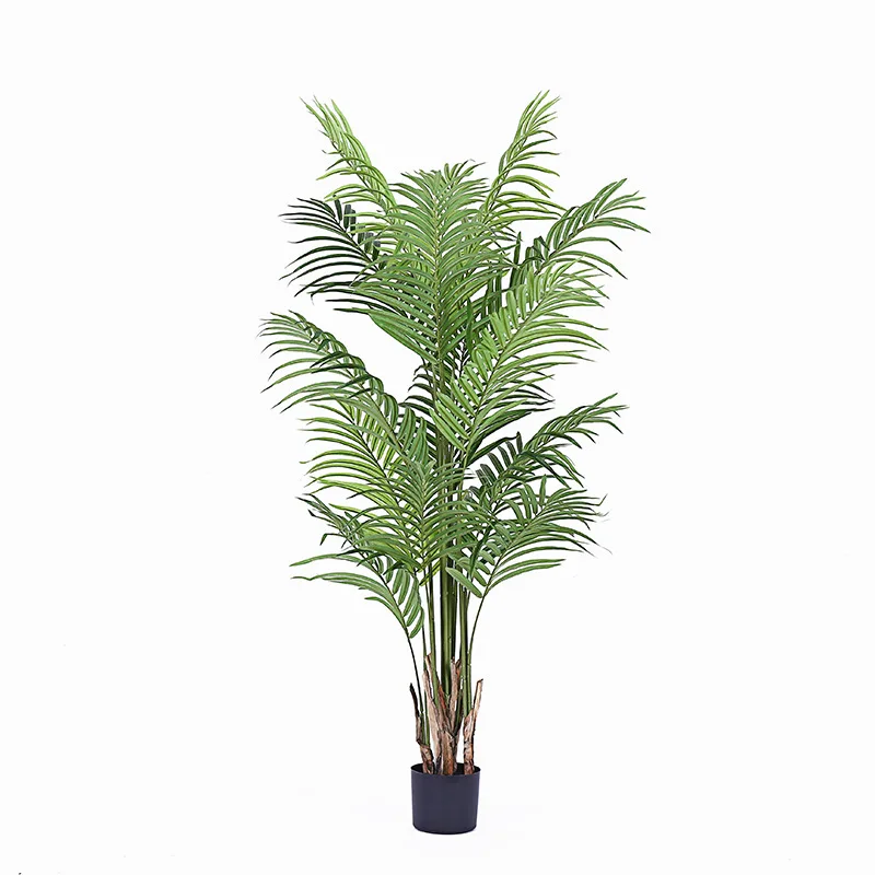 asplenium nidus variegata Asplenium Nidus 'Bird Nest Fern Variegated' — Aroidasia main image 1
