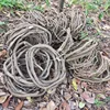 Diámetro 3,55 cm, glicinia grande 2 m