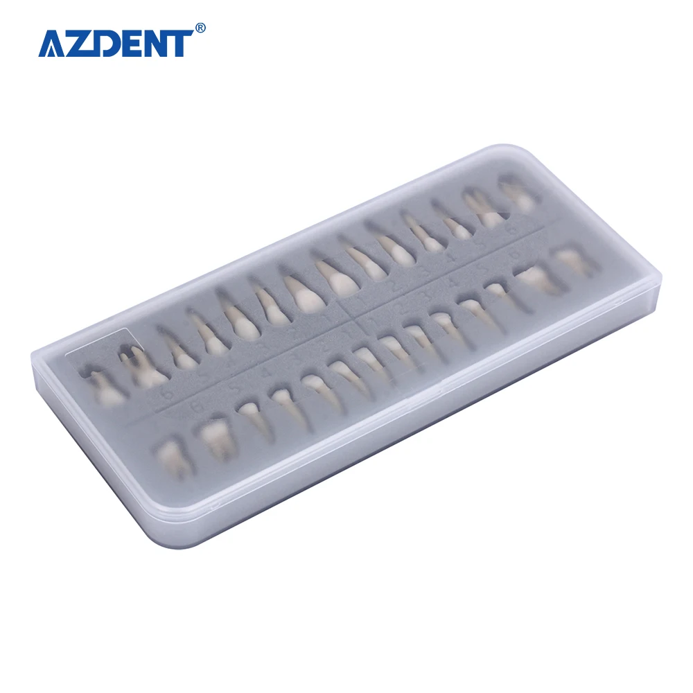 Набор пластиковых моделей частиц зубов для обучения, обучения и обучения, 1:1