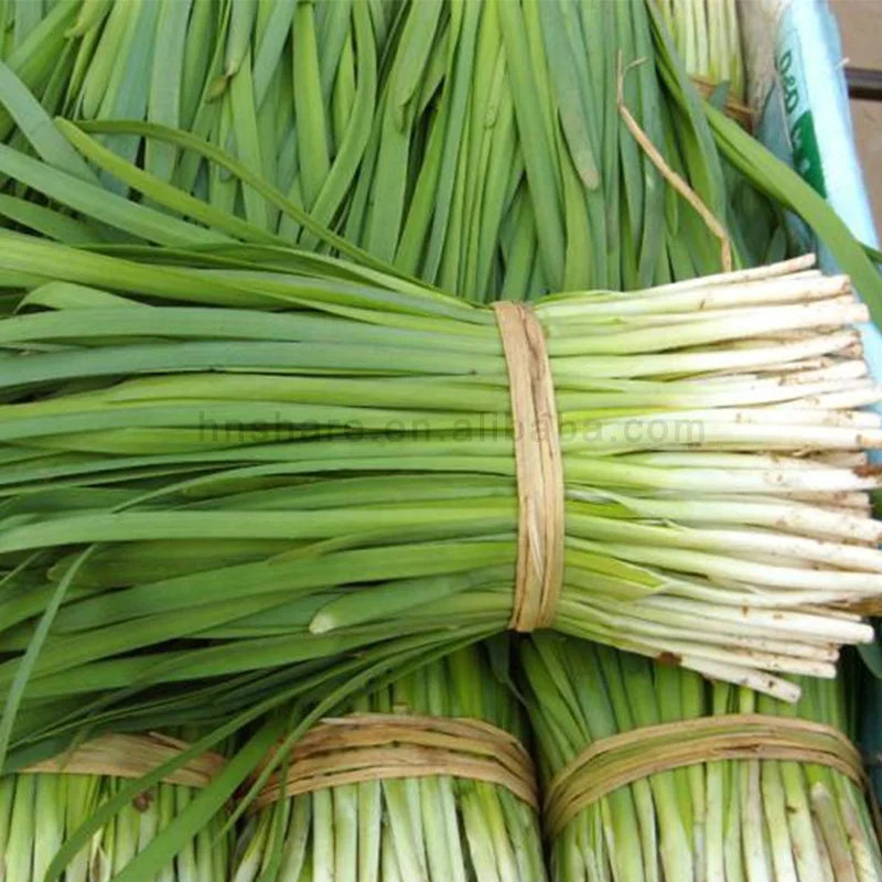 Fennel Harvesting Machine Leek Cutter Spinach Cutting Machine