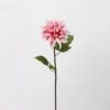 Dahlia (Prunus mume rose)