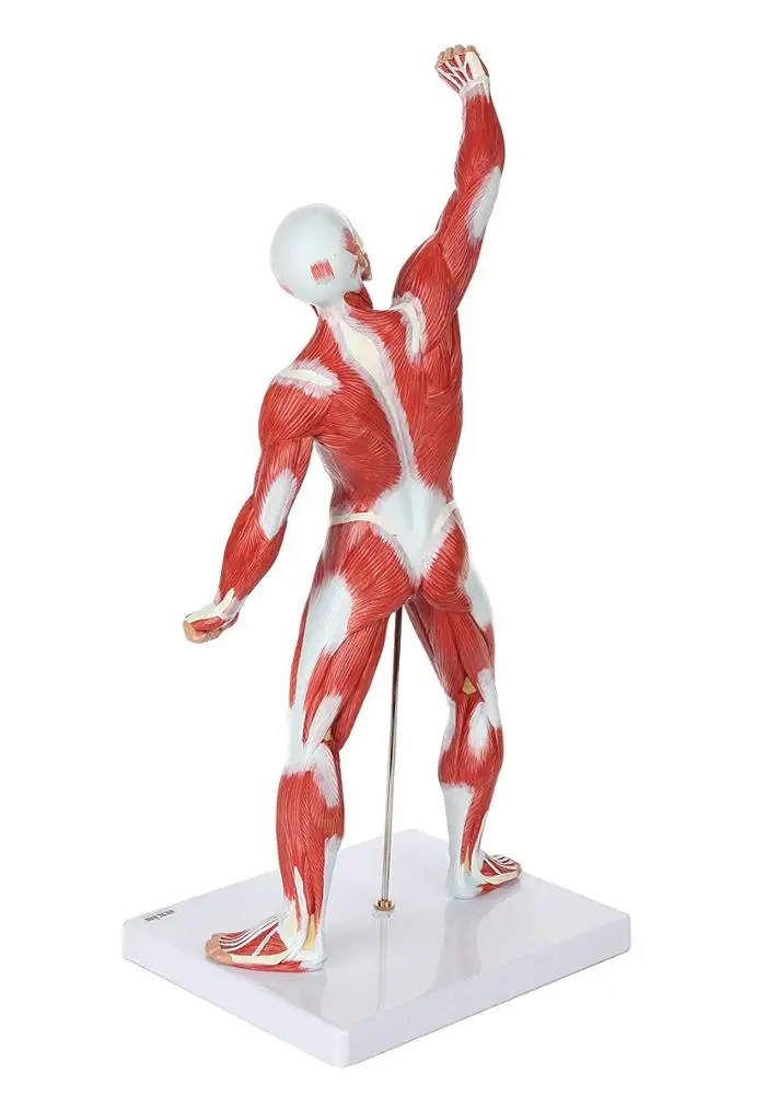 GelsonLab  HSBM-152  Human Muscle Figure 50cm Mini Muscular System Model Has Superficial Muscle Anatomy and Structure of Body