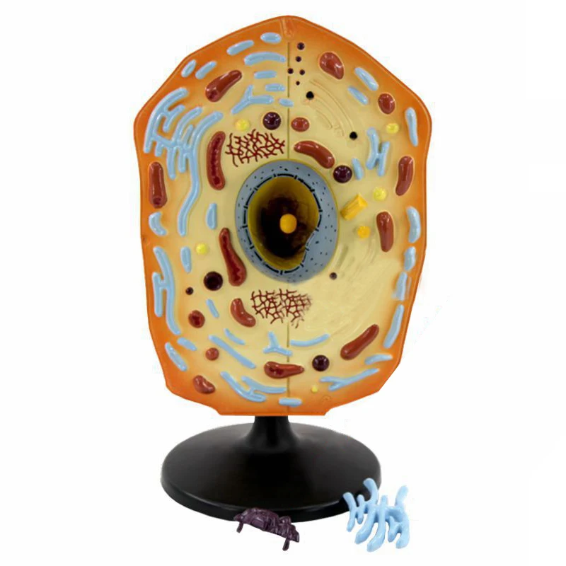 product teaching resources medical science animal cell model-3