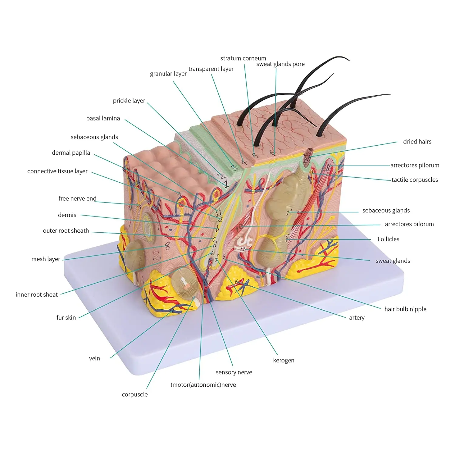 Skin Anatomical Model Skin Layers Anatomy Model 35x Enlarged Anatomical ...