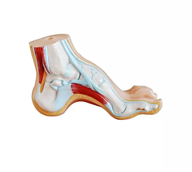 Анатомическая модель человеческой стопы для медицинского обучения, используемая в различных сценариях обучения