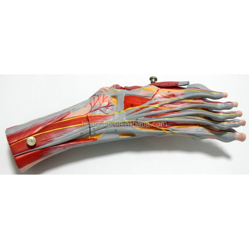 Muscles Foot Anatomy Model - Educational Medical Demonstration