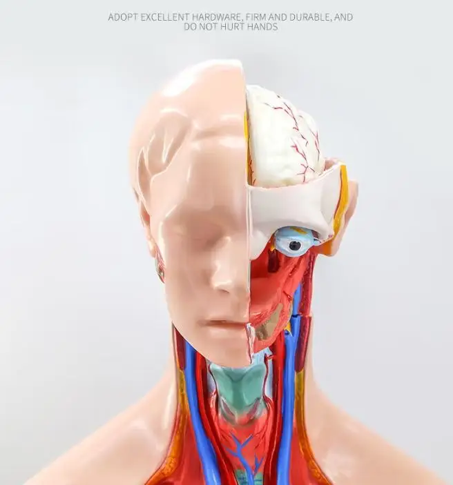 MedMod Modello Anatomico Torso Maschile A Grandezza Naturale, 85 Cm, 19 Parti Con Organi Rimovibili - 4