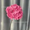 Hortensia Lollipop