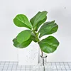Ficus lyrata - rama corta con 9 hojas