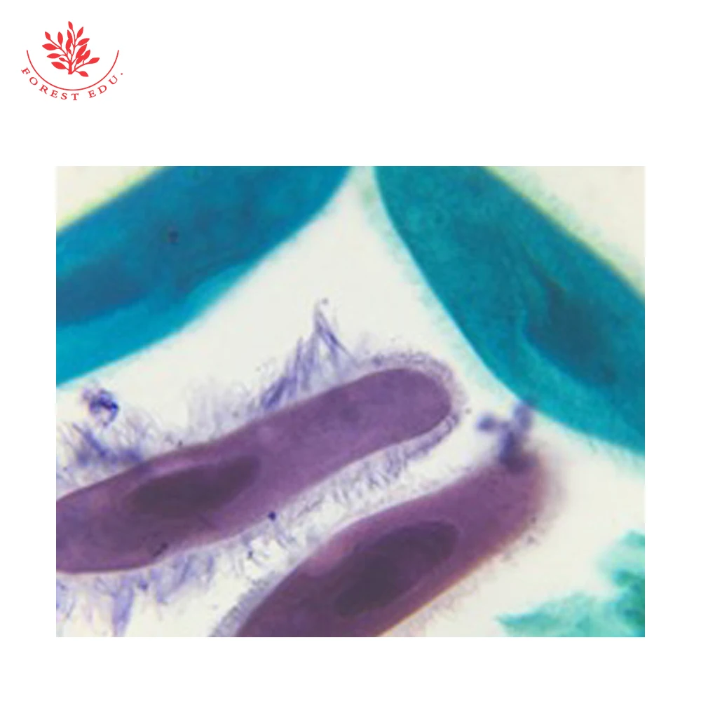 Microscope Slides Protozoa Parasitic Prepared Slides Paramecium Caudatum Microscope Prepared Slides