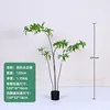 120cm Irregular Water Stone Ficus