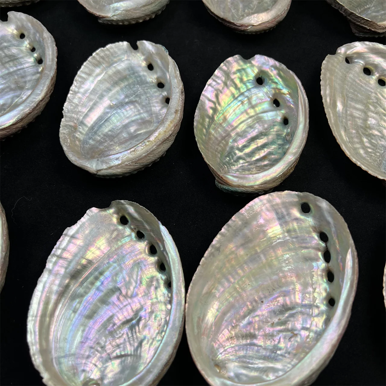 Natural Abalone Shells Home Accessories Conch Shells Aquarium Aquascape