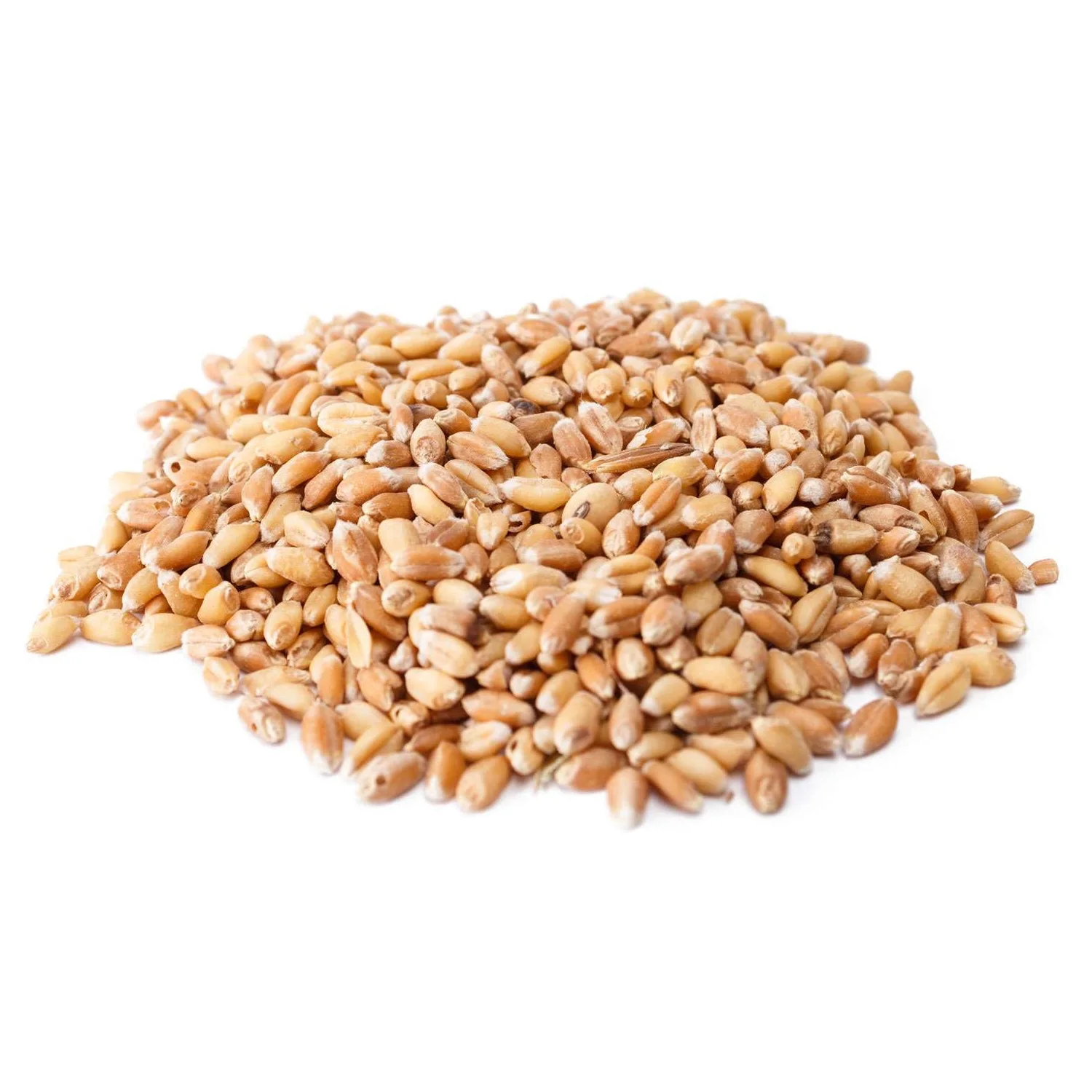 Закупка фуражного зерна. Пшеница. Пшеничное зерно. Пшеница корм. Пшеница для проращивания.
