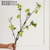 The little apple branches are green