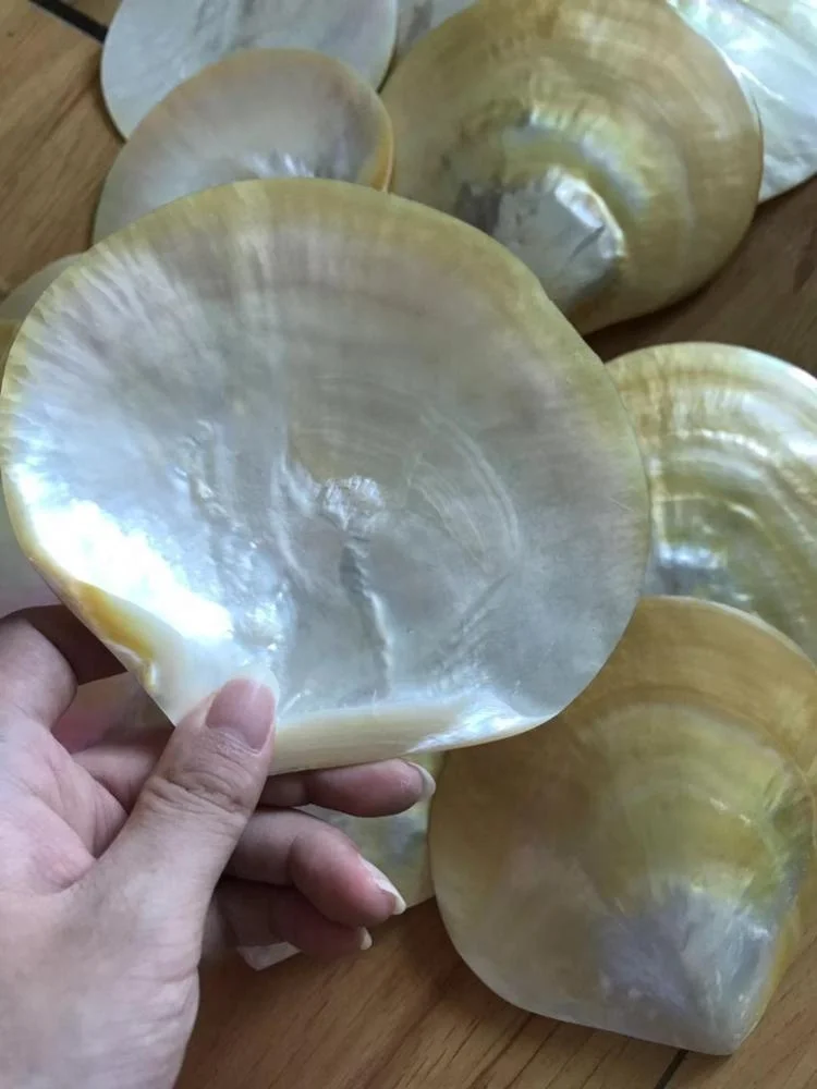 Factory Natural Sea Shell Polished Yellow Black Mother of Pearl Shell Abalone Shell
