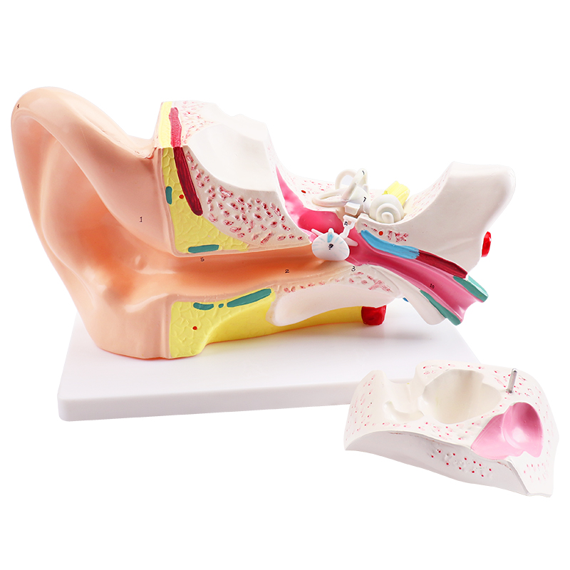 Человеческая 6 раз анатомическая модель уха для медицинского инструмента