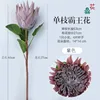 Single-stem Queen of the Night (purple)