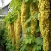 16# Fruta Dorada