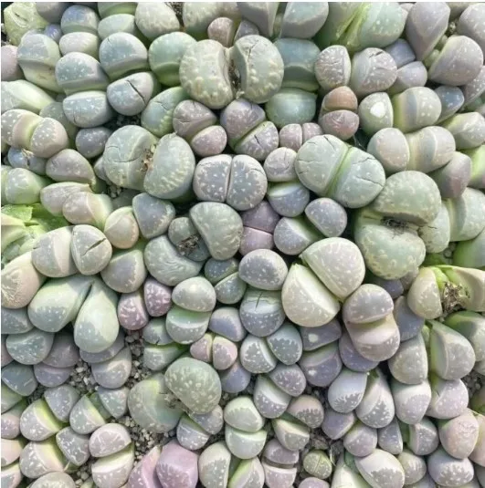 Colorichgarden Artificial Succulent Wholesale Succulents Plants Live