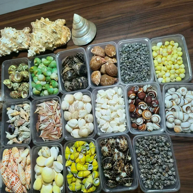 1-2 cm Natural Mini Small Sea Conch Shells for Crafts Wedding Decor Beach Theme Party Fish Tank and Vase Filler Home Decor