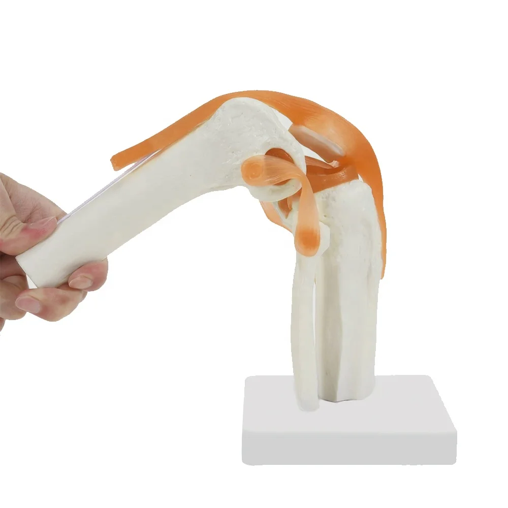 Human Knee Joint Model FRT029 Deluxe Functional Include Ligaments Medical Science Human Anatomical Model