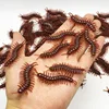 pequeño ciempiés