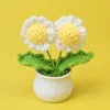 2Head White Edge Little Daisy potted plant