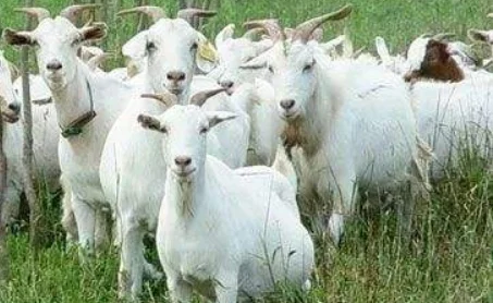 Mutton Halal Slaughterhouse Equipment Goat Slaughterhouse Equipment Complete Sheep Slaughter Line