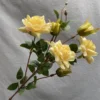 สีเหลืองสดใส