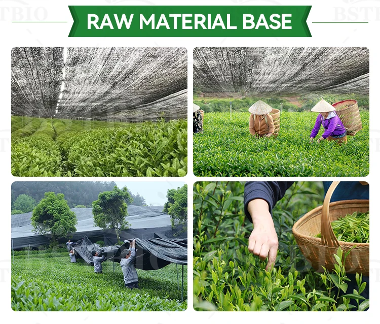 Оптовая продажа, порошок маття, чай с годным сроком годности, чистый зеленый, рекомендуемый до 50 граммов в день, чай для здоровья кишечника, 1 кг