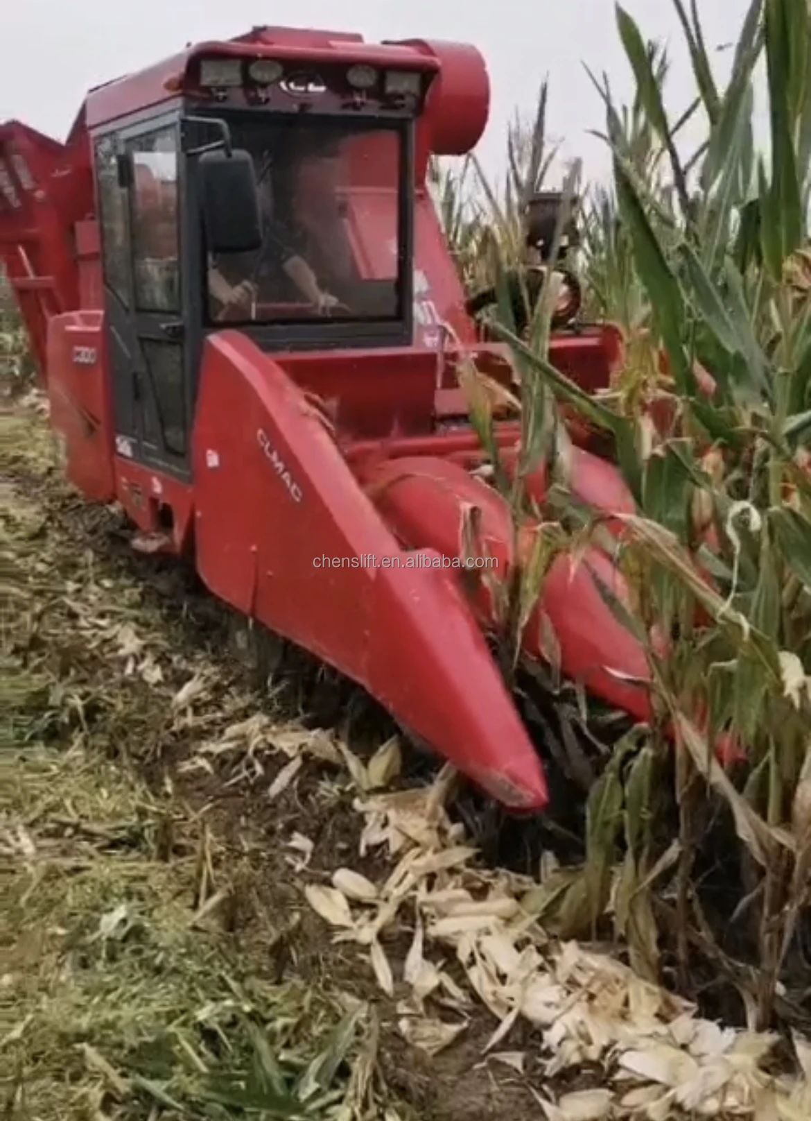 Fresh Sweet Corn Cob Combine Harvester Crawler Corn Pasture Forage