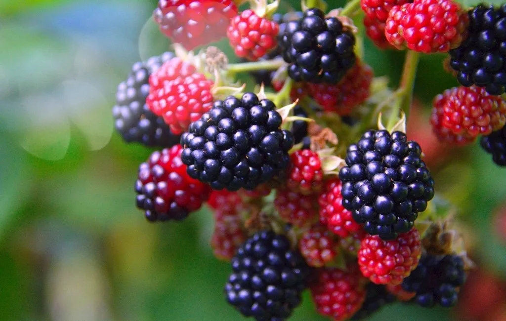 Freeze Dried Blackberry Wholesale | Bulk Blackberry Supplier H5571d99147e64a2b8a3a1dc682a9335et