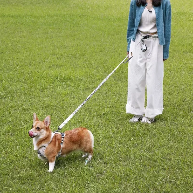 Dog Accessories Wholesale Dog Harness Set Hot Sell Oem Odm Manufacture Pet Supplies Dog Collar