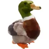 gabbiano