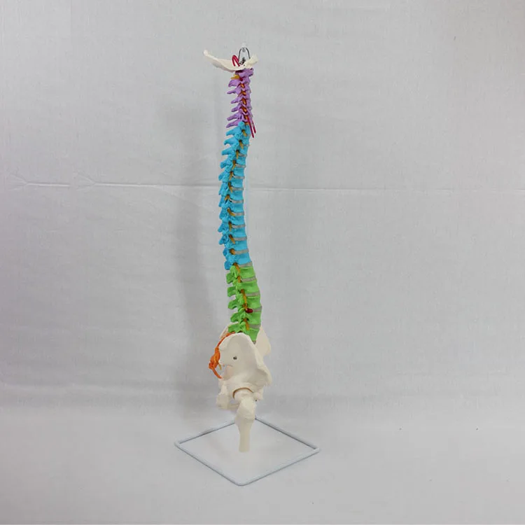 2024 новая коррекция KRC в натуральную величину анатомических моделей позвоночника таза бедренной головы и спинномозговой нервы цветовая модель
